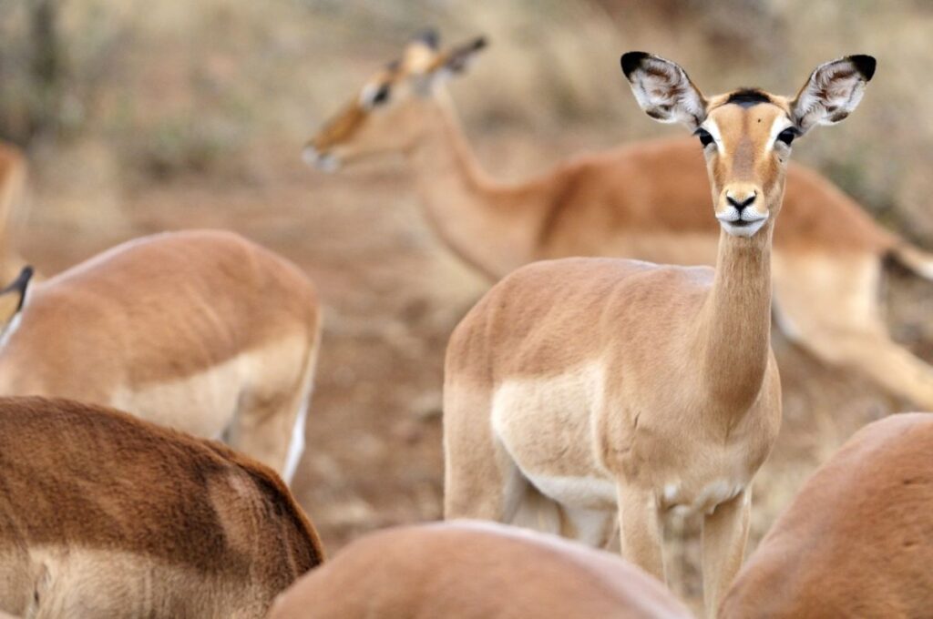 Impalas, Krüger-Nationalpark, Südafrika