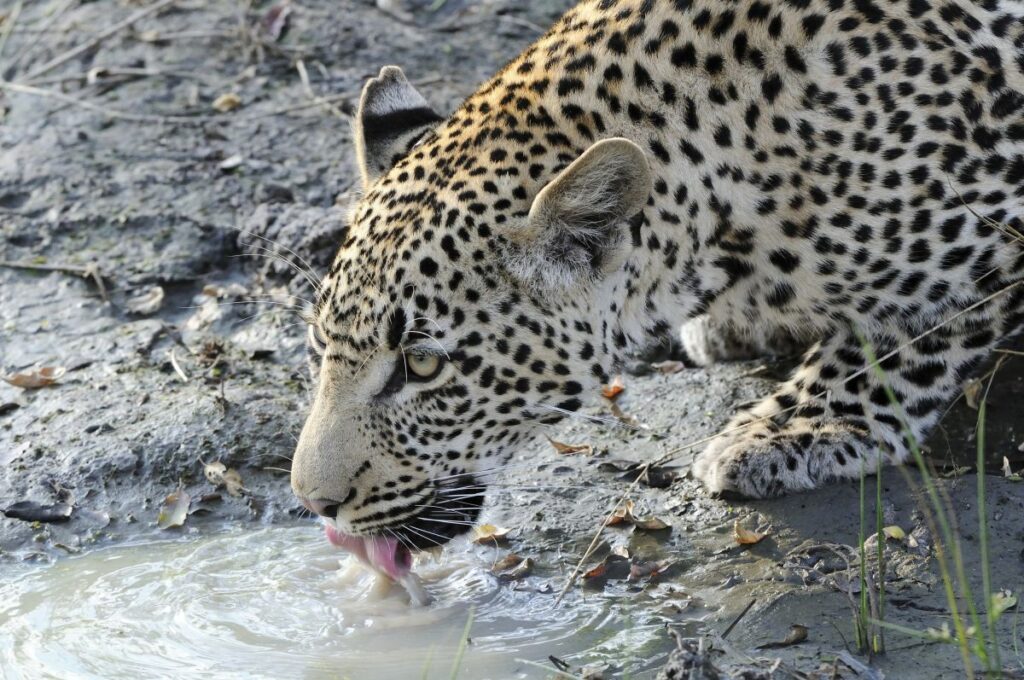 Leopard, Sabi Sands, Greater Krüger-Nationalpark, Südafrika