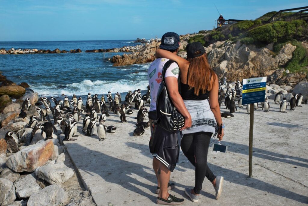 Pinguine am Boulder's Beach