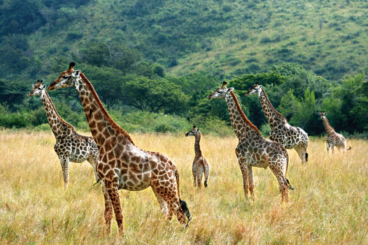 Giraffenfamilie