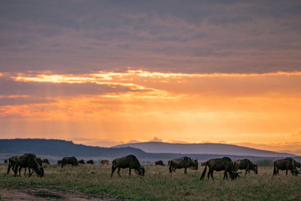 Gnus in der Serengeti