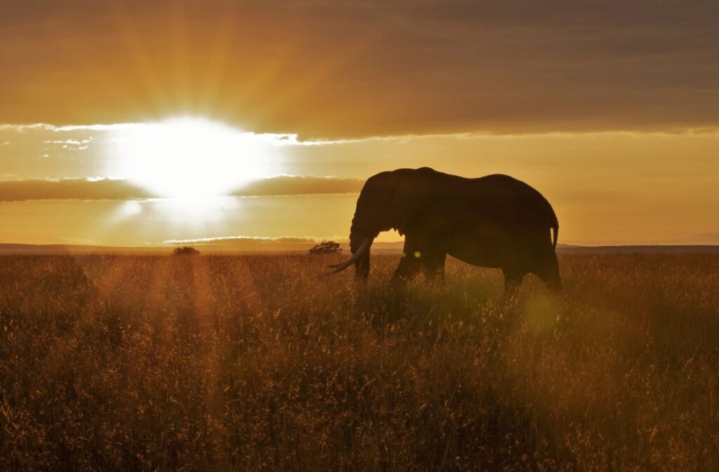 Elefant