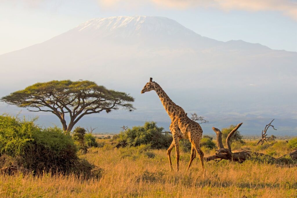 Giraffe vor der Kulisse des Kilimanjaro