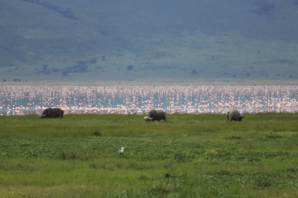 Büffel und Flamingos im Ngorongoro-Krater