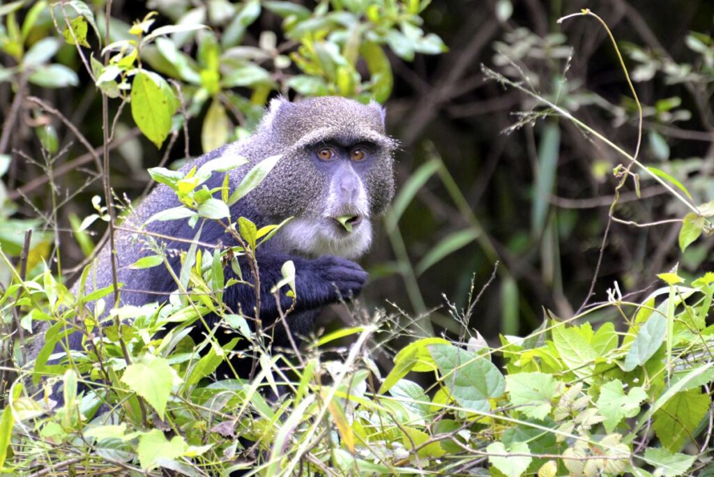 Diademmeerkatze im Arusha Nationalpark