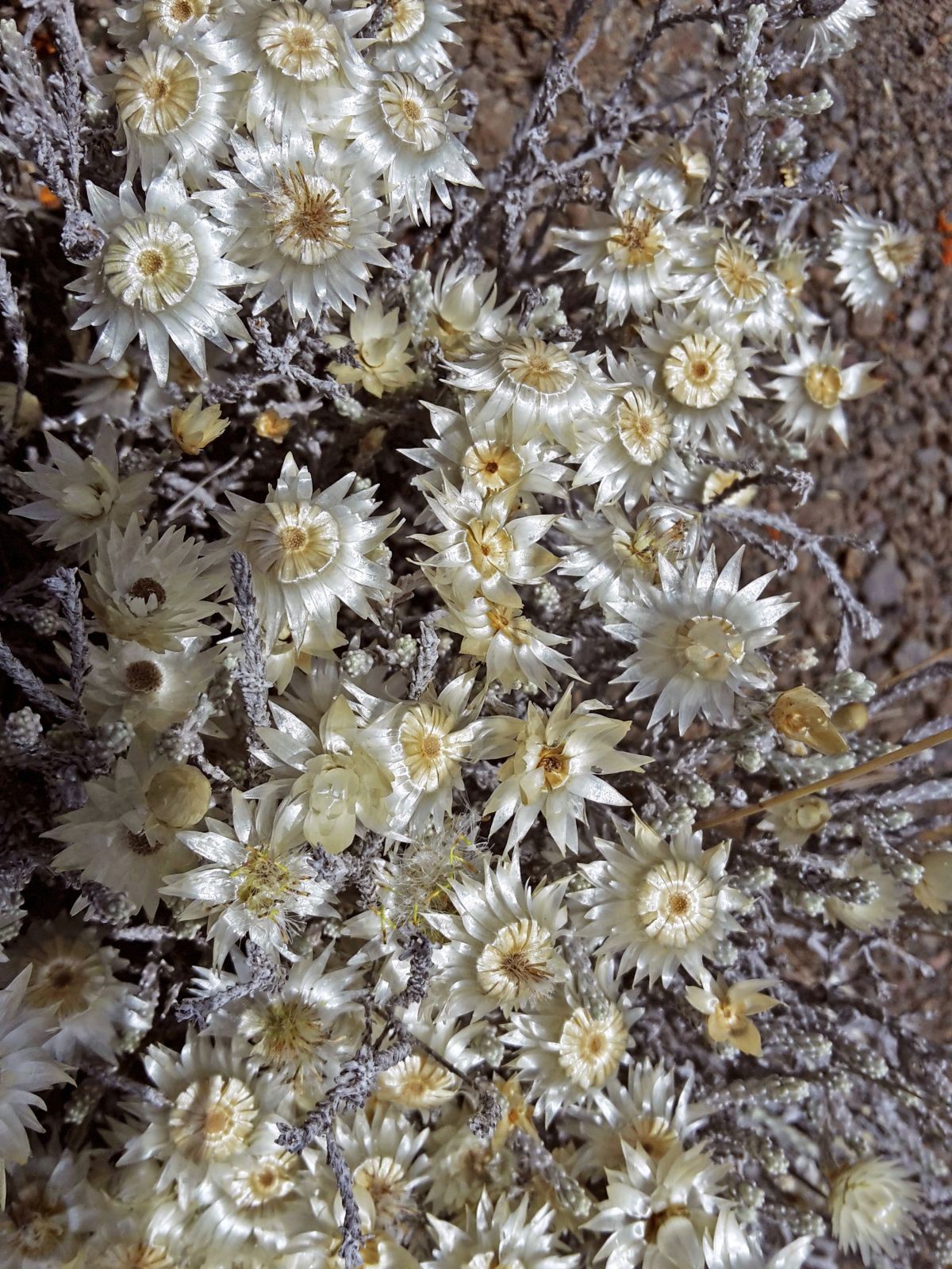 Zarte Strohblumen am Kilimanjaro auf der Marangu-Route