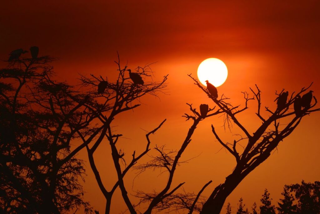 Geier im Sonnenuntergang