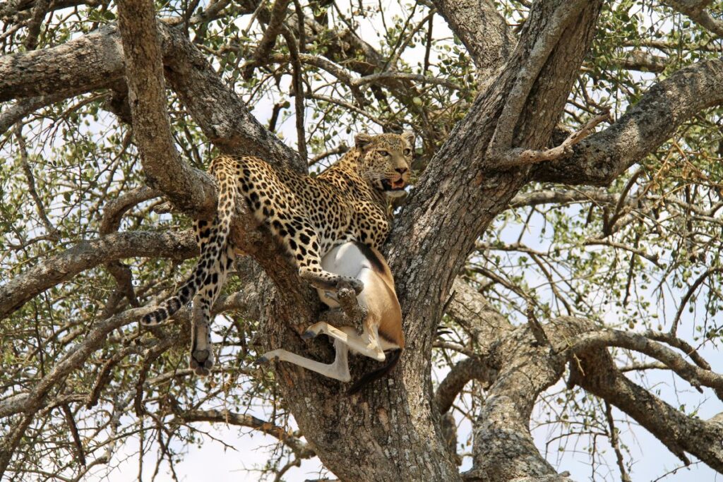 Leopard mit Beute