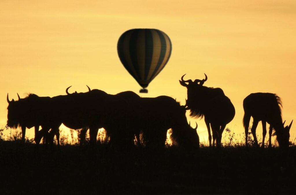 Gnus im afrikanischen Abendlicht