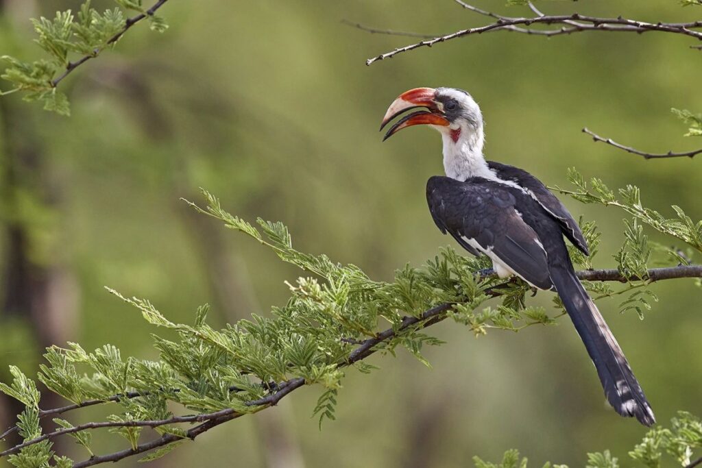Von-der-Decken-Toko, ein Nashornvogel