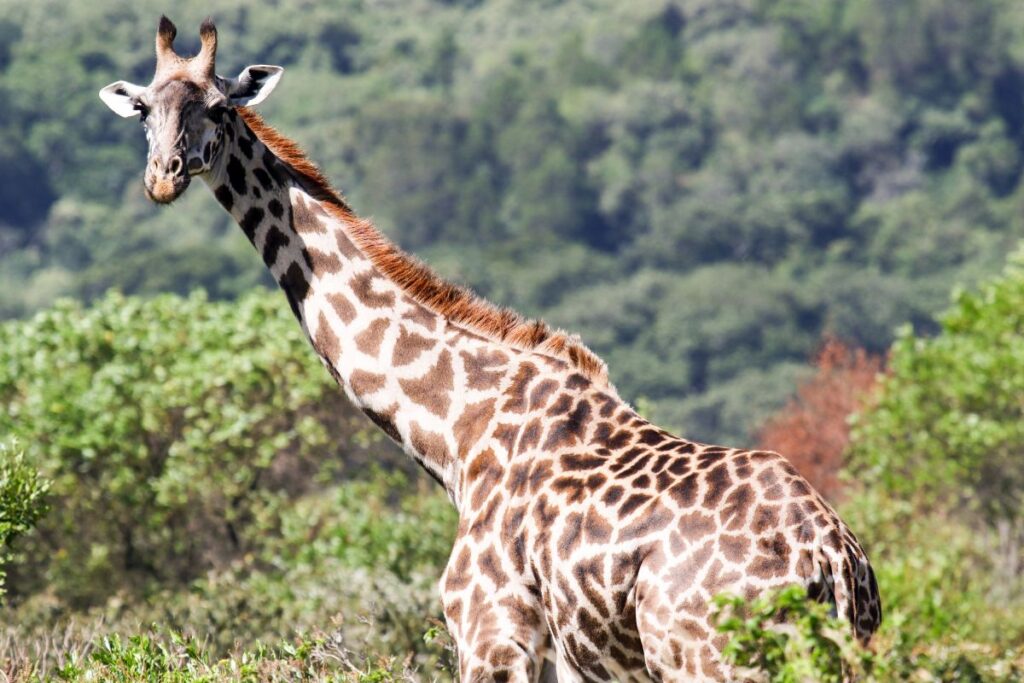 Giraffe