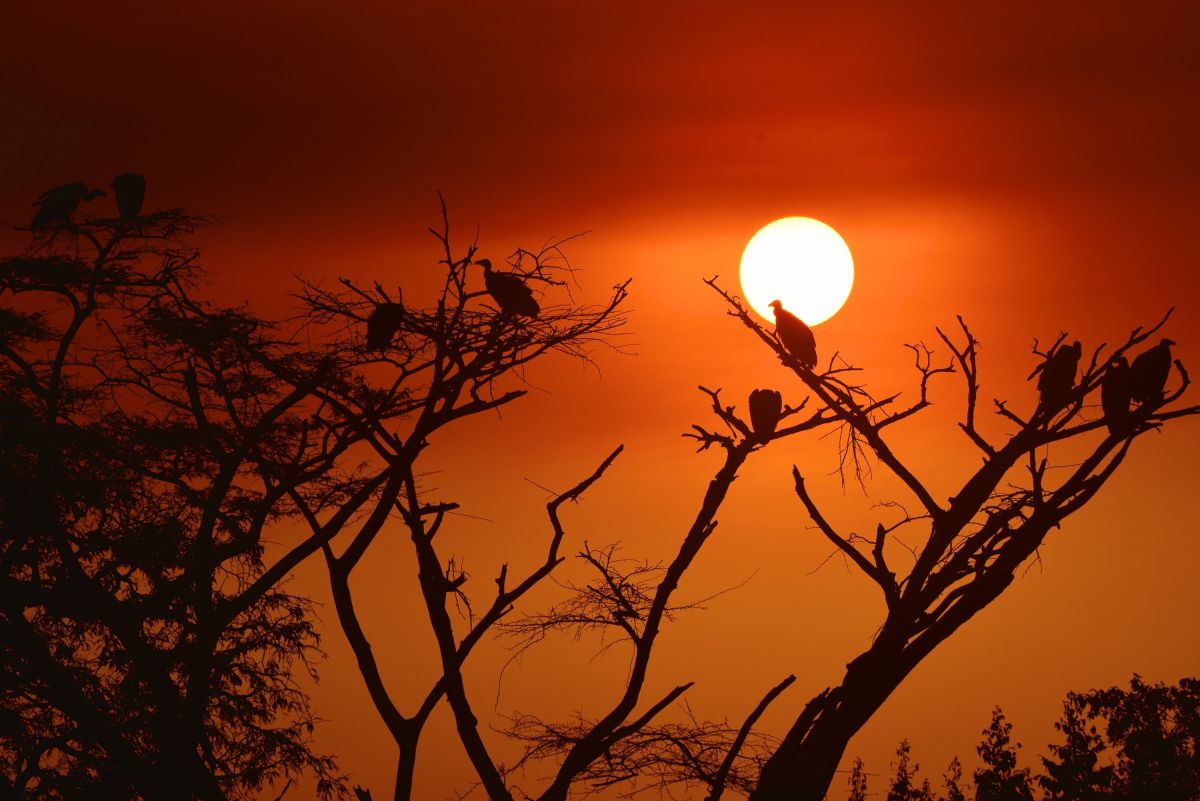 Geier im Sonnenuntergang