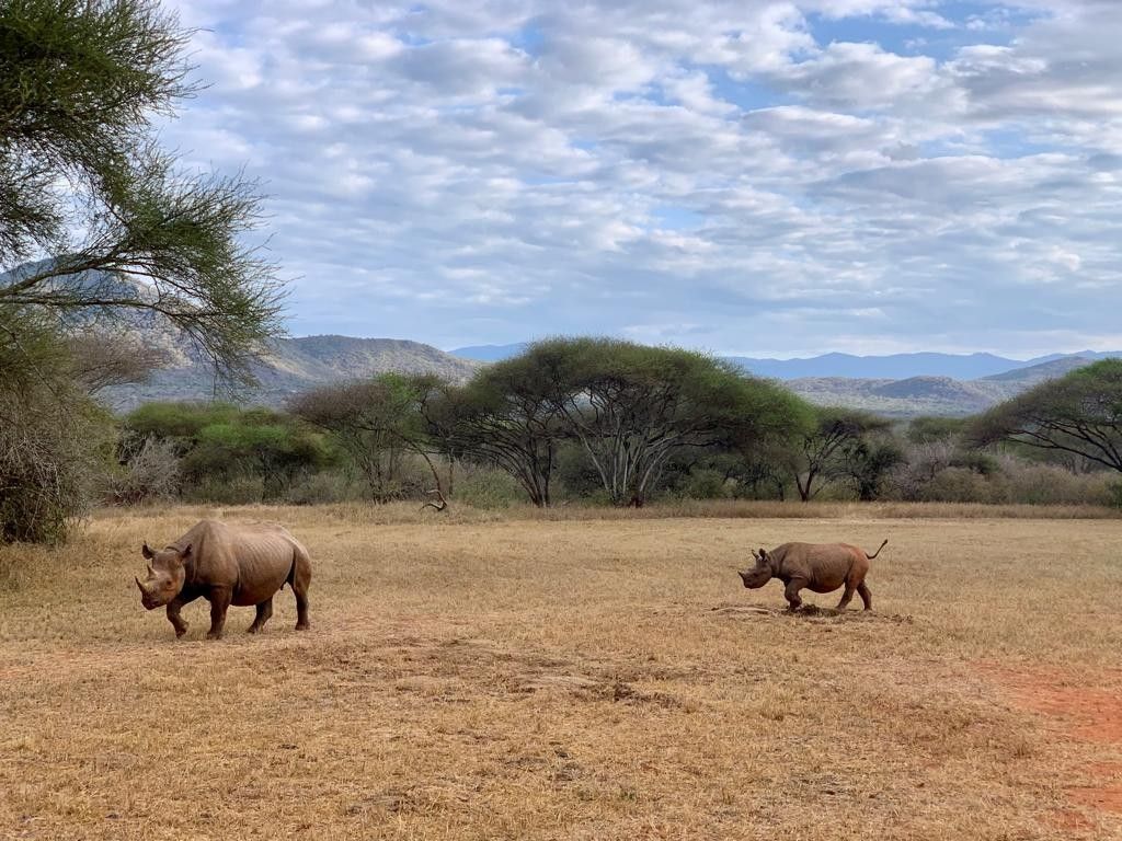 Nashörner im Mkomazi NP
