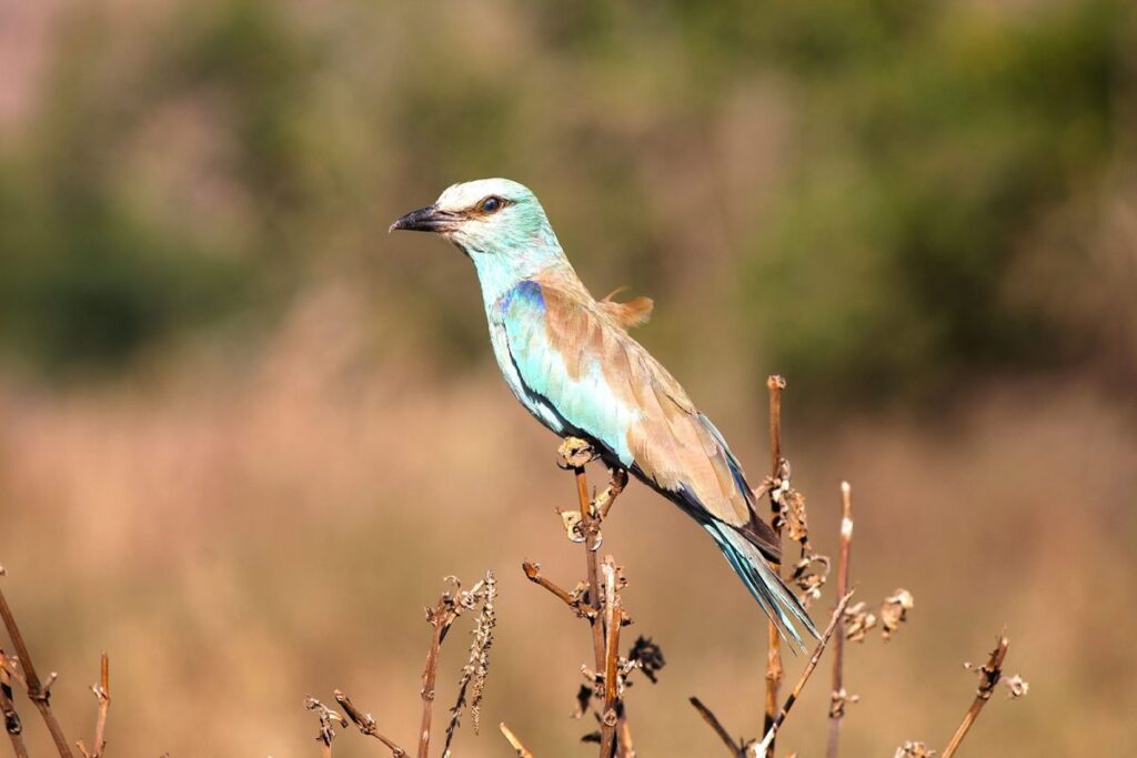 Mkomazi NP