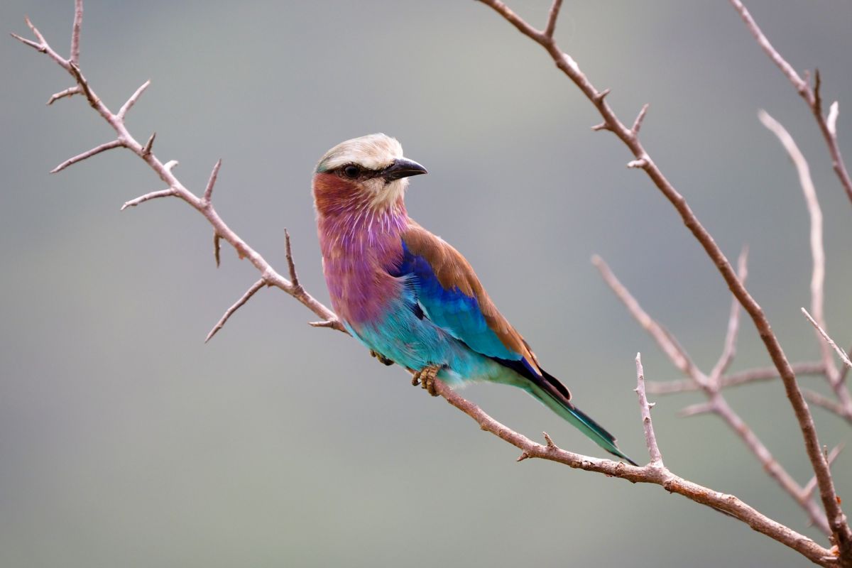 Eine Racke  im Mkomazi NP