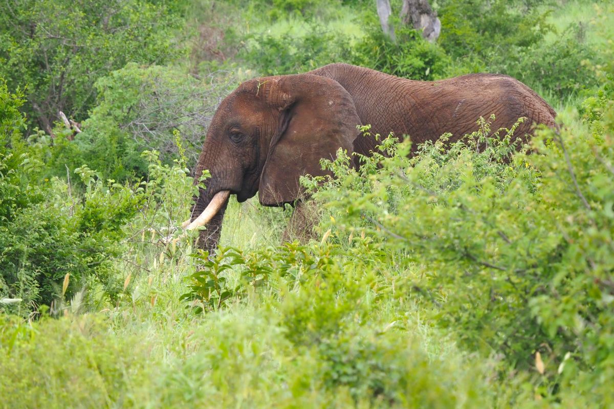 Elefant im Mkomazi NP
