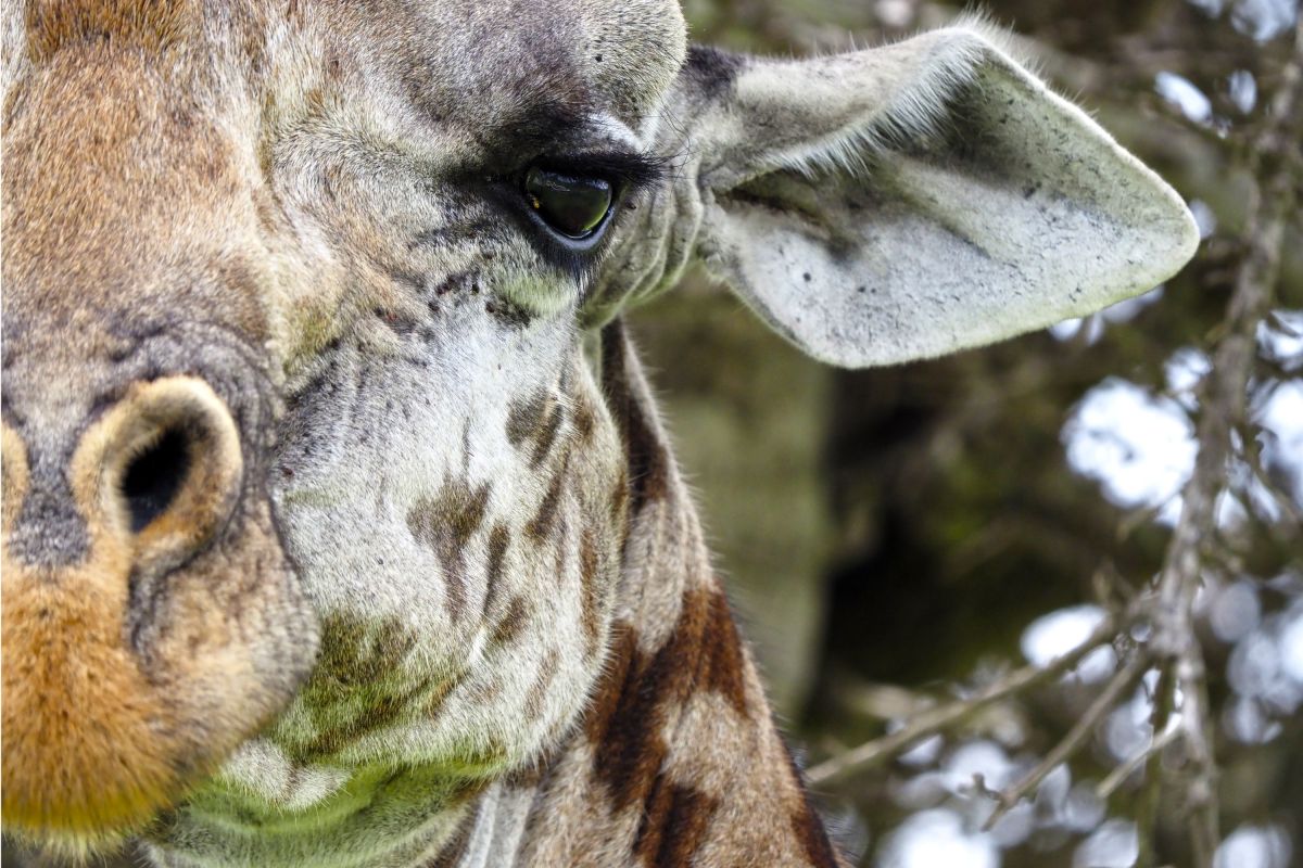 Giraffe nah im Mkomazi NP