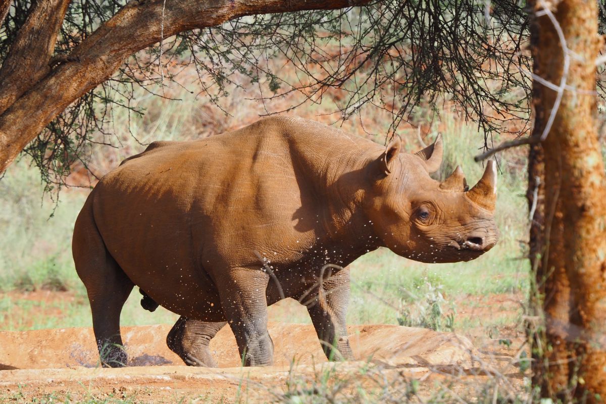 Ein Spitzmaulnashorn im Mkomazi NP