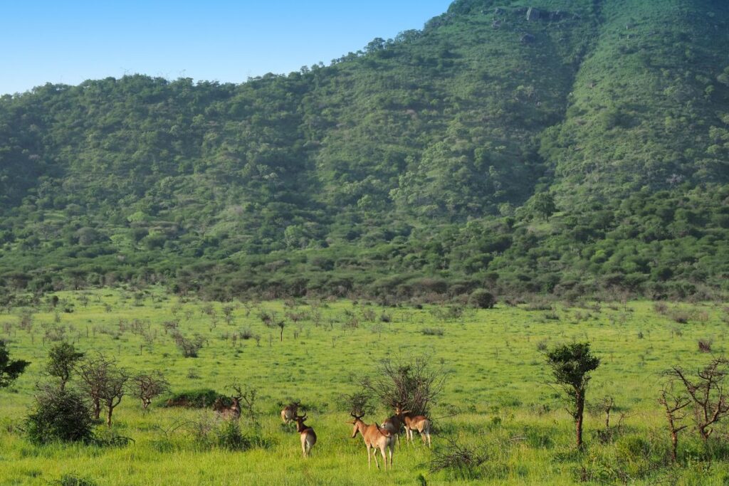 Antilopen im Mkomazi NP