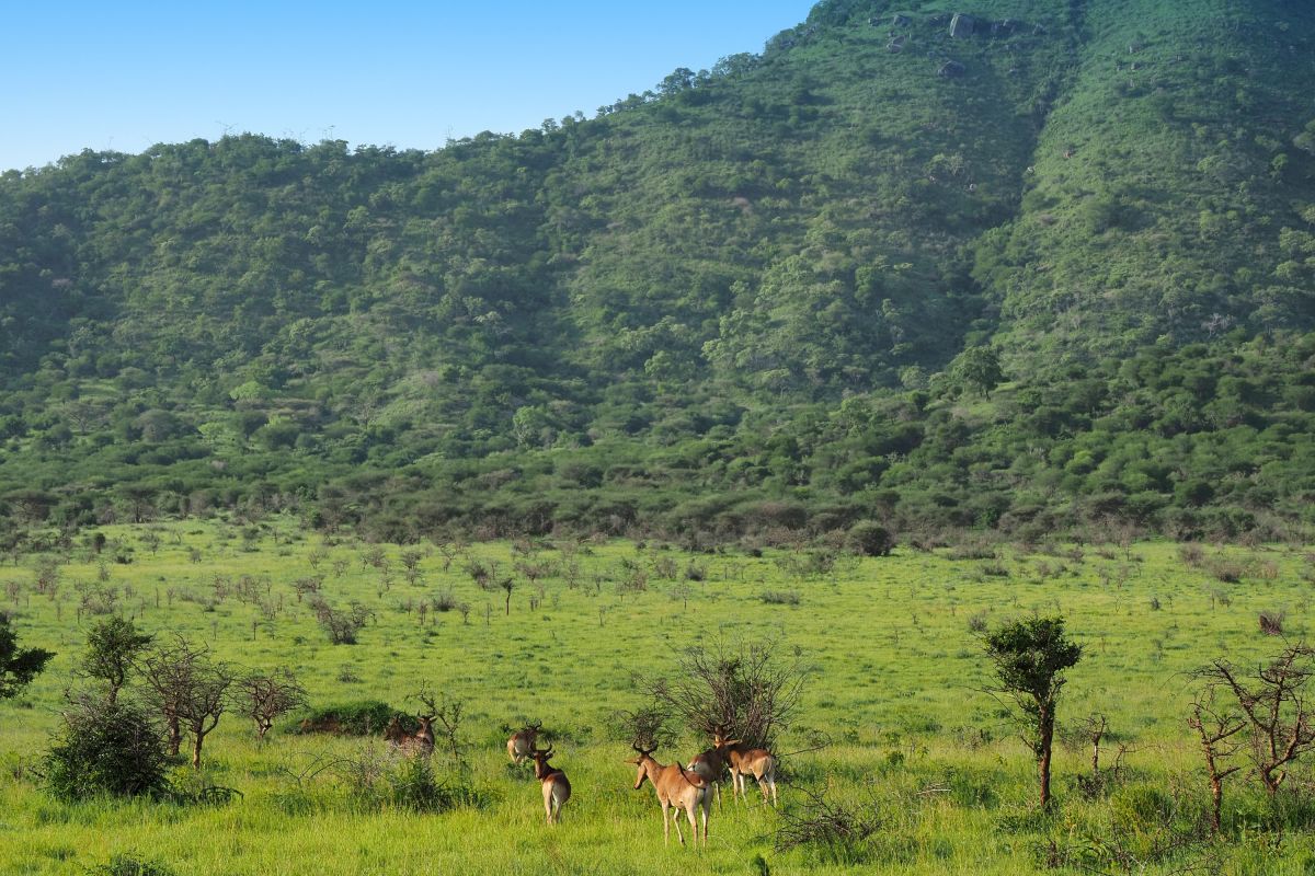 Antilopen im Mkomazi NP
