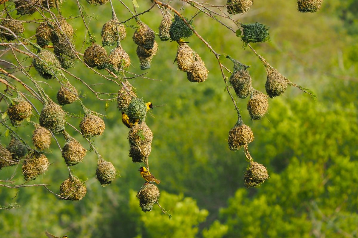 Webervögel an ihren Nestern im Mkomazi View Camp
