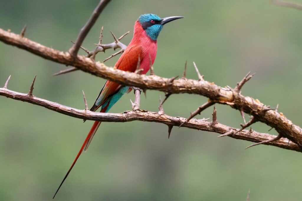 Scharlachspint im Mkomazi NP