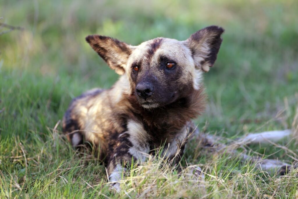 Einmalige Aufnahme: Wildhund beim Entspannen