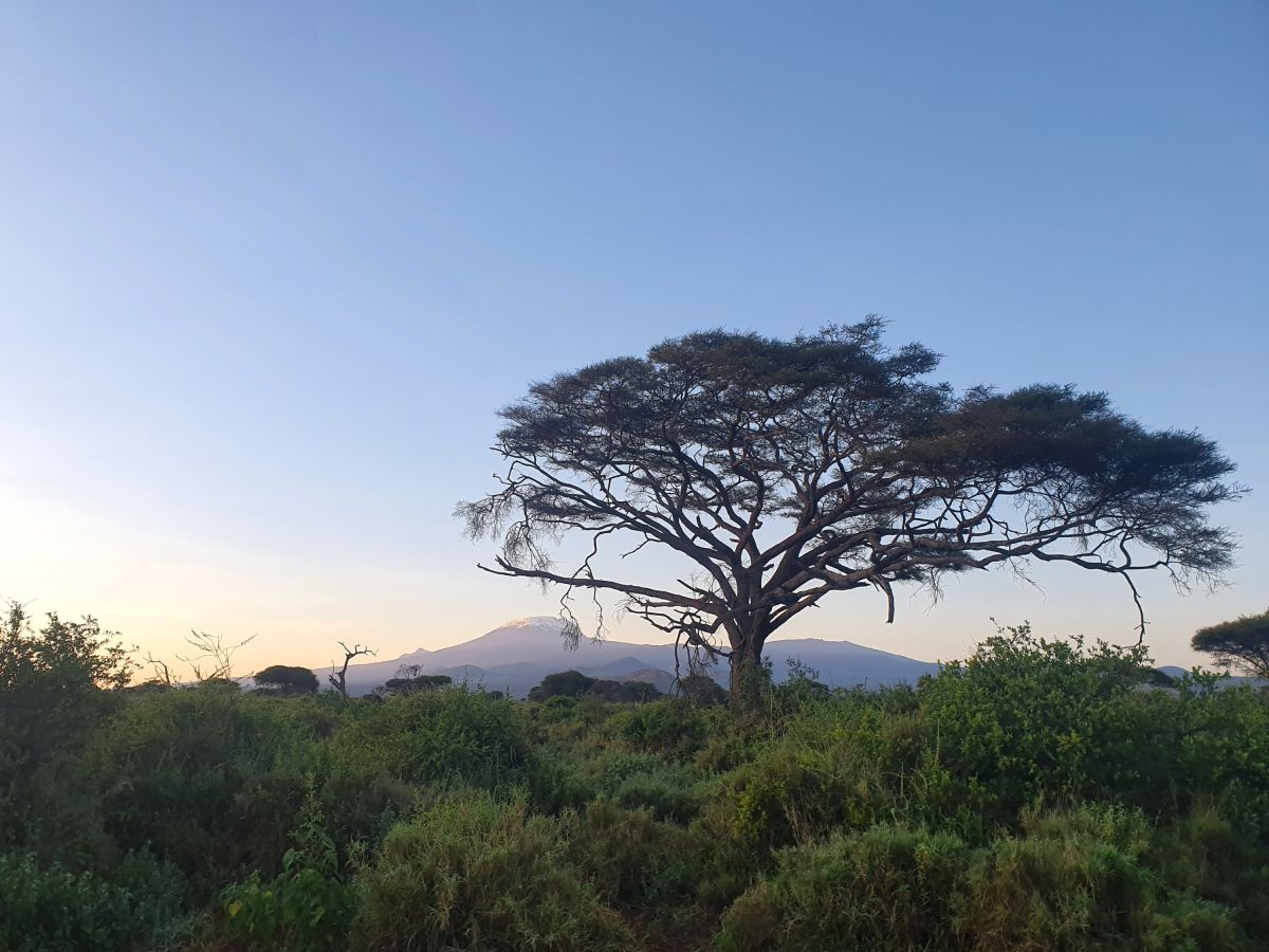 Blick auf den Kilimanjaro im Enduimet Schutzgebiet
