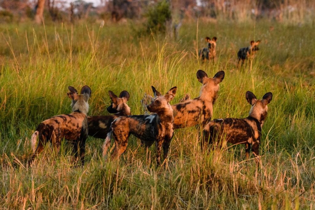 Afrikanische Wildhunde nach der Jagd im Abendlicht, Khwai Community Area, Okavango-Delta, Botswana