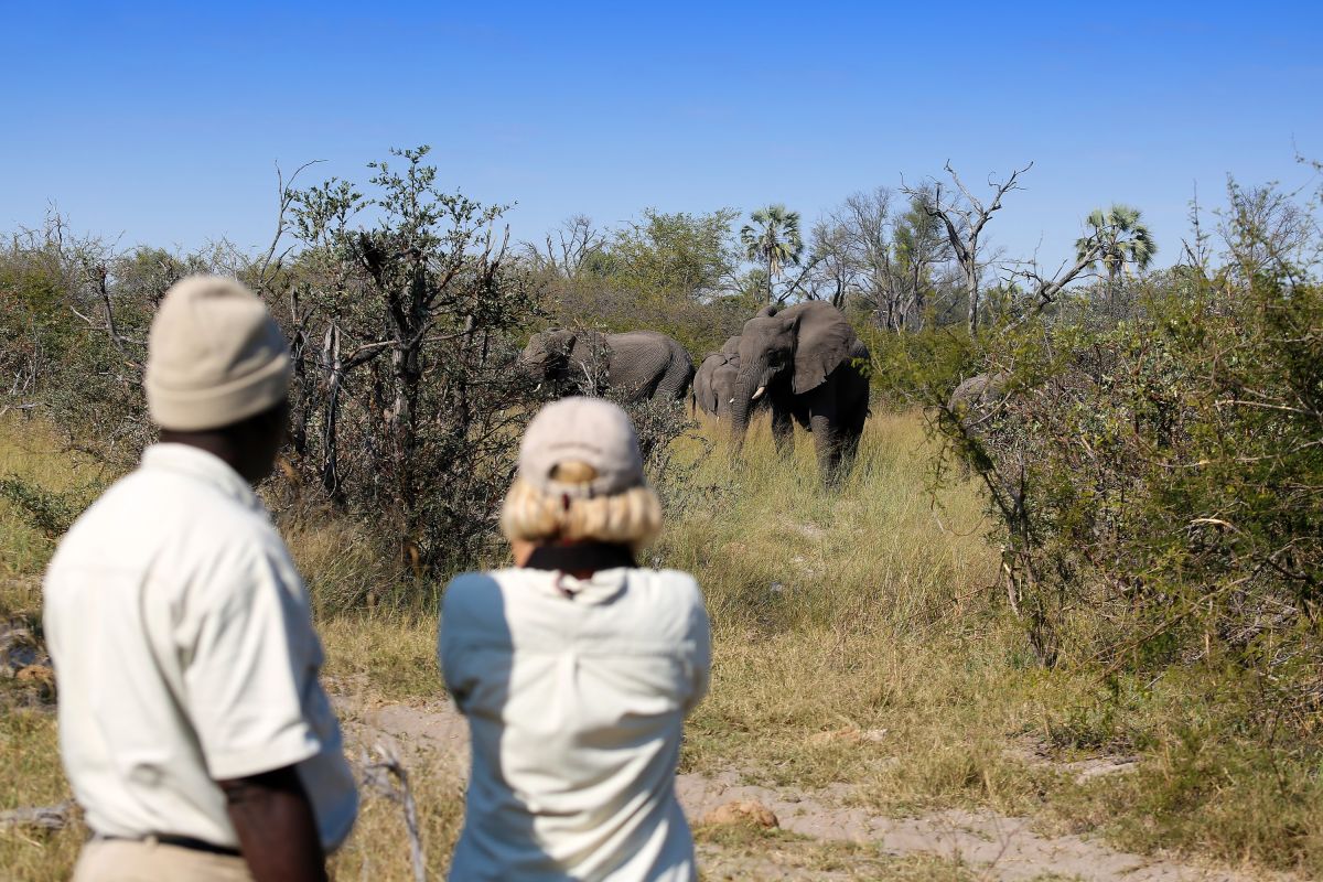 Pirschwanderung im Okavango-Delta