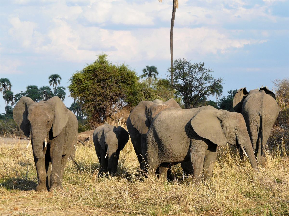Elefantenherde im Ruaha NP