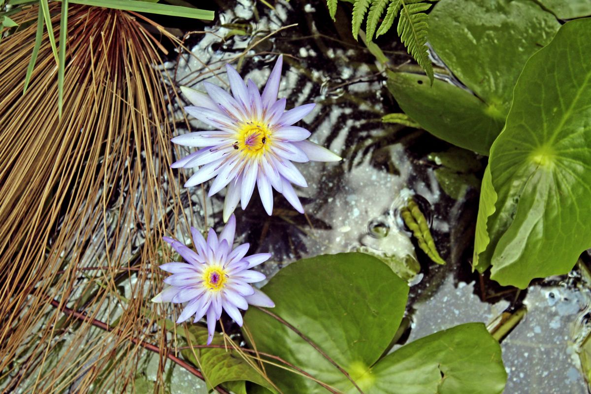 Seerosenblüte im Bigodi-Sumpf