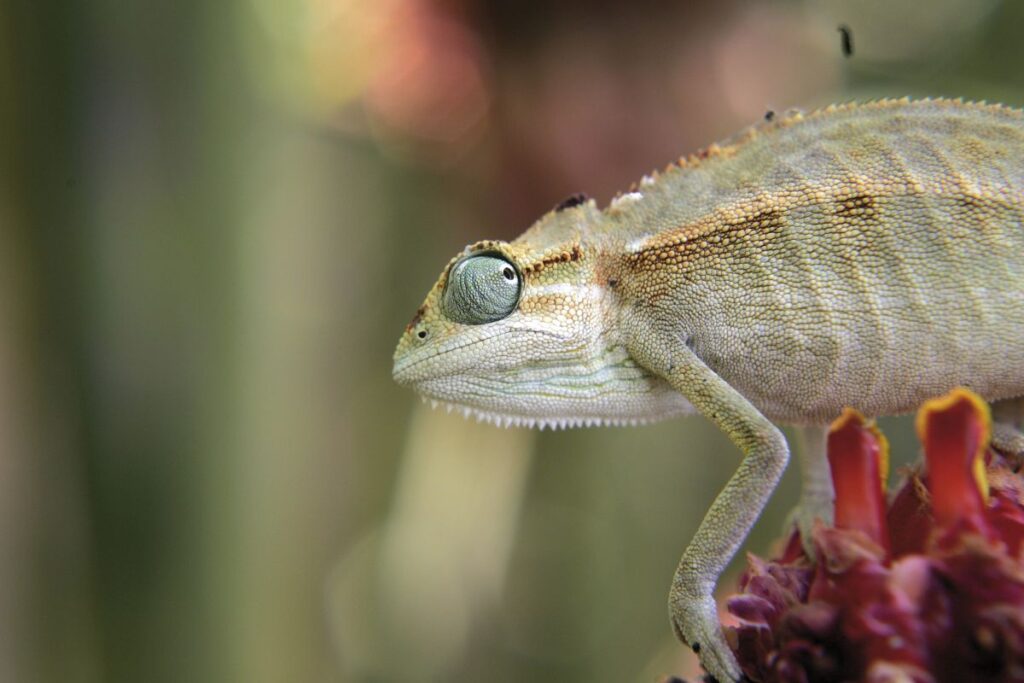 Chamäleon