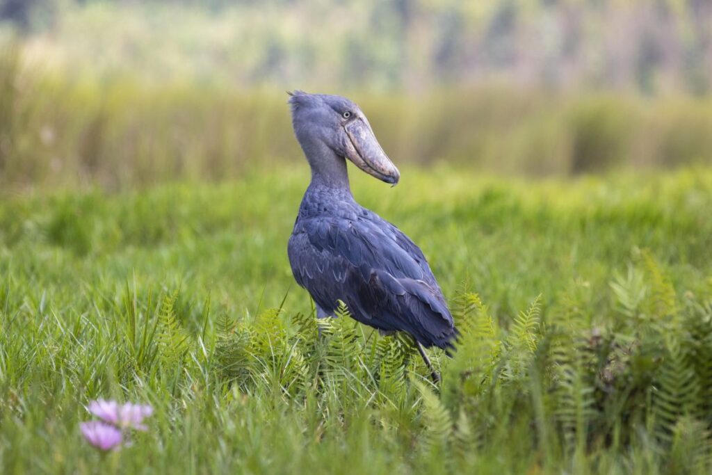 Der Schuhschnabel, imposanter Schreitvogel