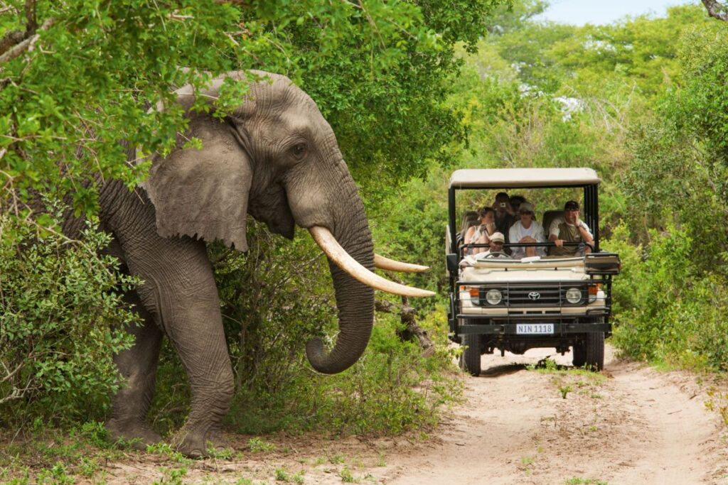 Elefant im Tembe Elephant Reserve