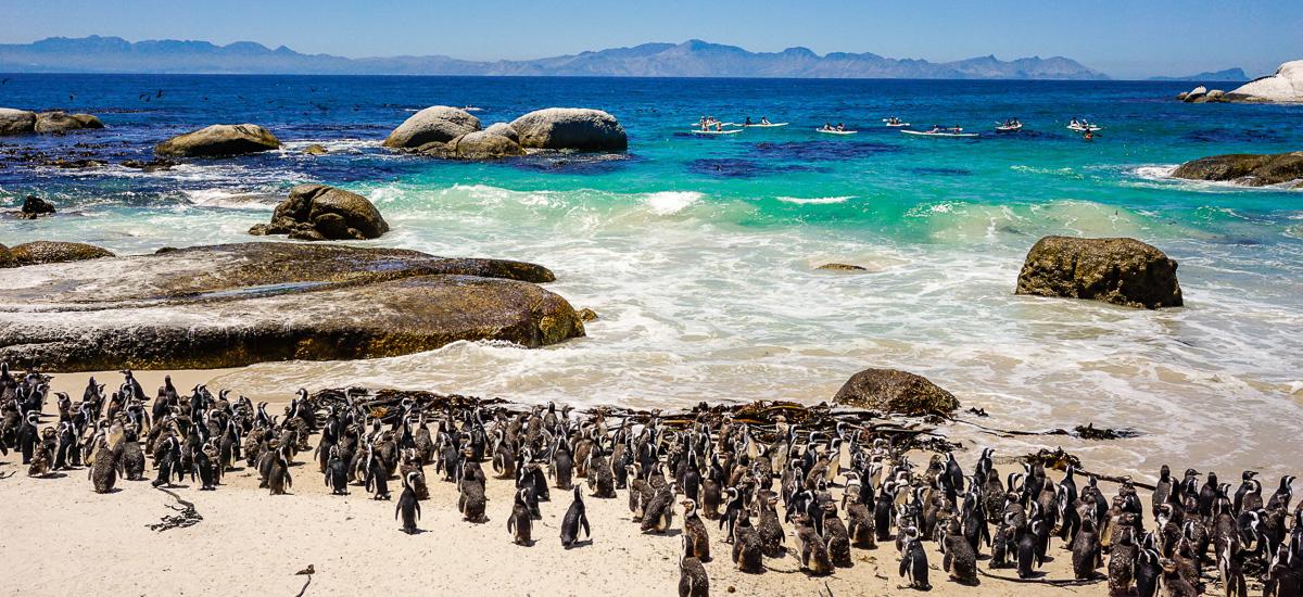 Pinguine am Boulders Beach