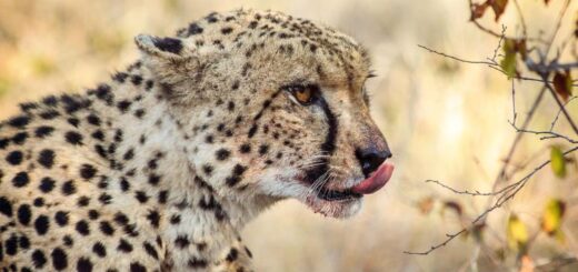 Südafrika Gruppenreise 2024/2025 | Erlebnisreisen-afrika.de
