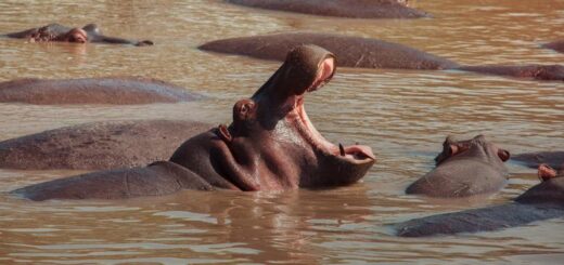 Kenia Gruppenreise 2024/2025 | Erlebnisreisen-afrika.de