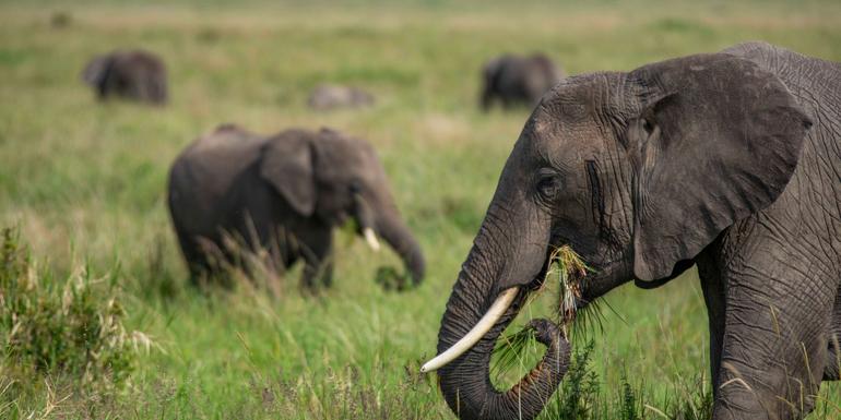 Uganda Erlebnisreise 2024/2025 | Erlebnisreisen-afrika.de