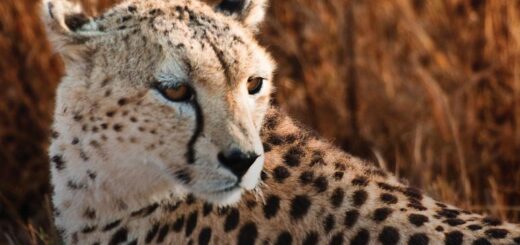 Kenia Gruppenreise 2024/2025 | Erlebnisreisen-afrika.de