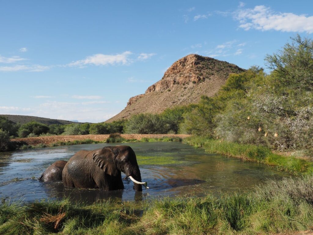 Safari auf Sanbona