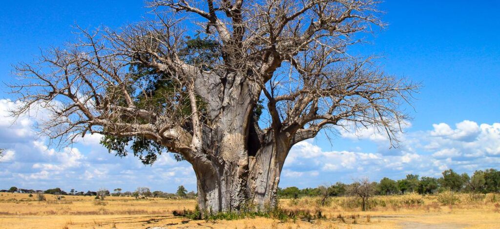 Ein uralter Baobab