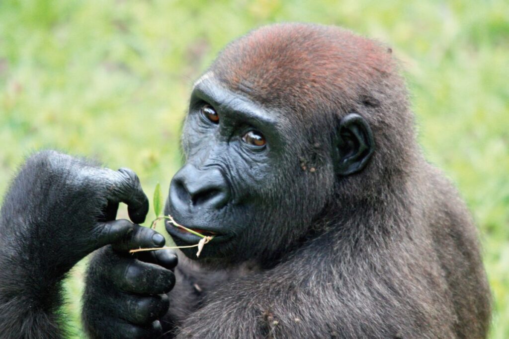Flachlandgorillas