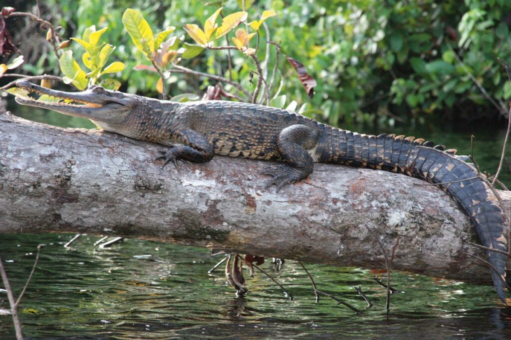 Krokodil