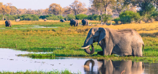 Elefant im Okavango-Delta - Inger Hogstrom/Danita Delimont - © Inger Hogstrom/Danita Delimont / Adobe.com | erlebnisreisen-afrika.de