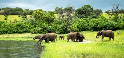Botswana Gruppenreise 2024/2025 | Erlebnisreisen-afrika.de