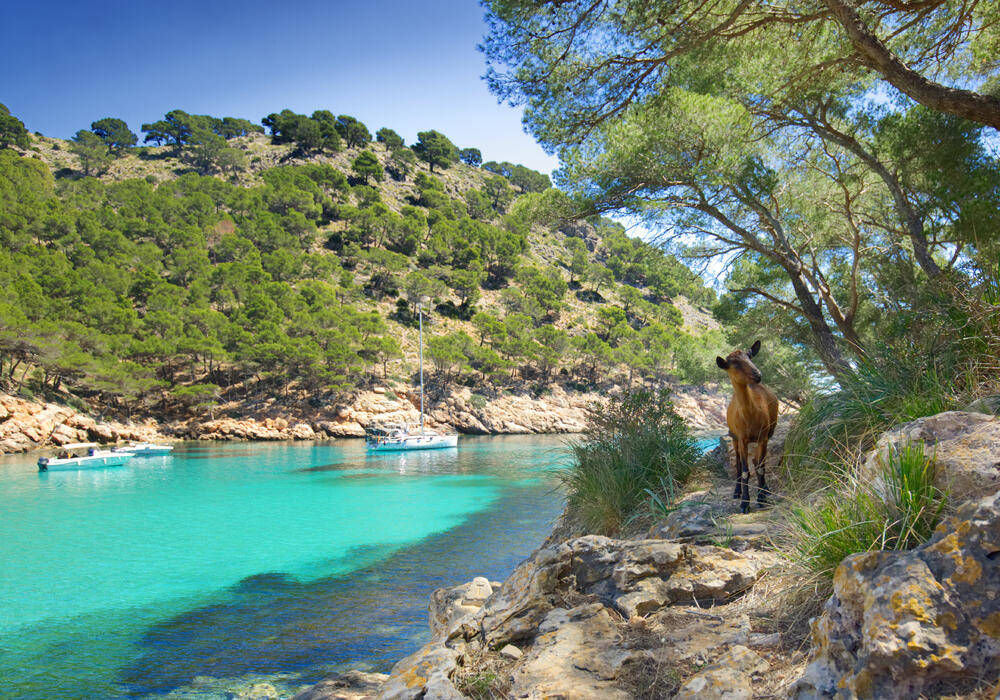 Freche Ziege auf Mallorca - Susanne Kräckmann | erlebnisreisen-afrika.de
