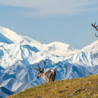 Denali-Nationalpark - Martin Capek - © Martin Capek / Adobe.com | erlebnisreisen-afrika.de