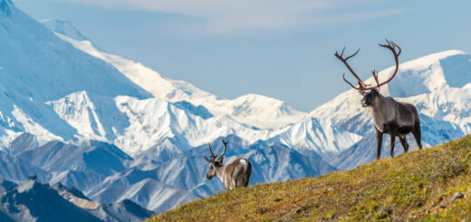 Denali-Nationalpark - Martin Capek - © Martin Capek / Adobe.com | erlebnisreisen-afrika.de