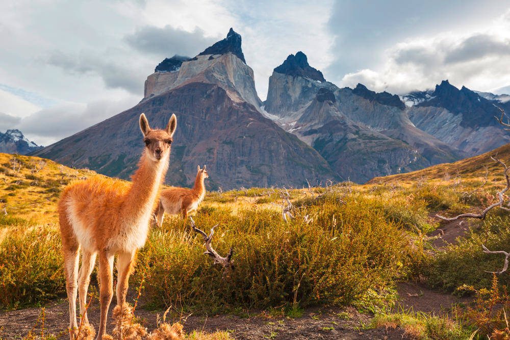 Torres del Paine - Galyna Andrushko - © Galyna Andrushko / Adobe.com | erlebnisreisen-afrika.de